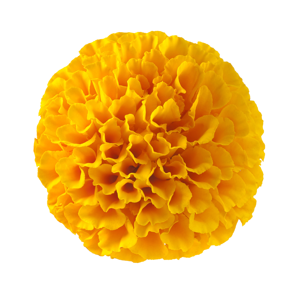 Extrakt aus dem gelben Samtfußrübling