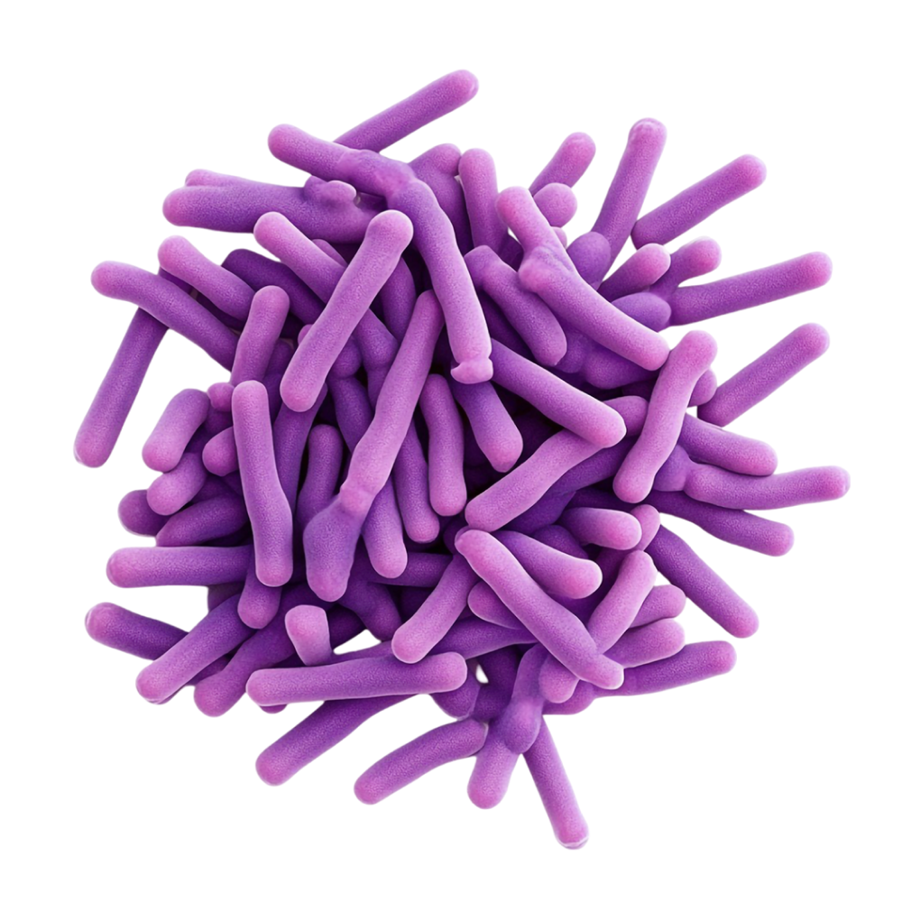 Mischung von Mikrobiokulturen