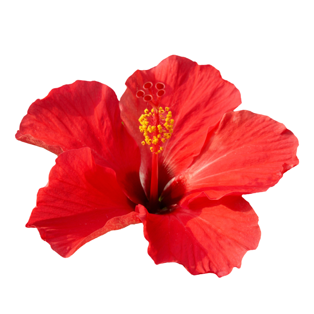 Hibiskusblüten