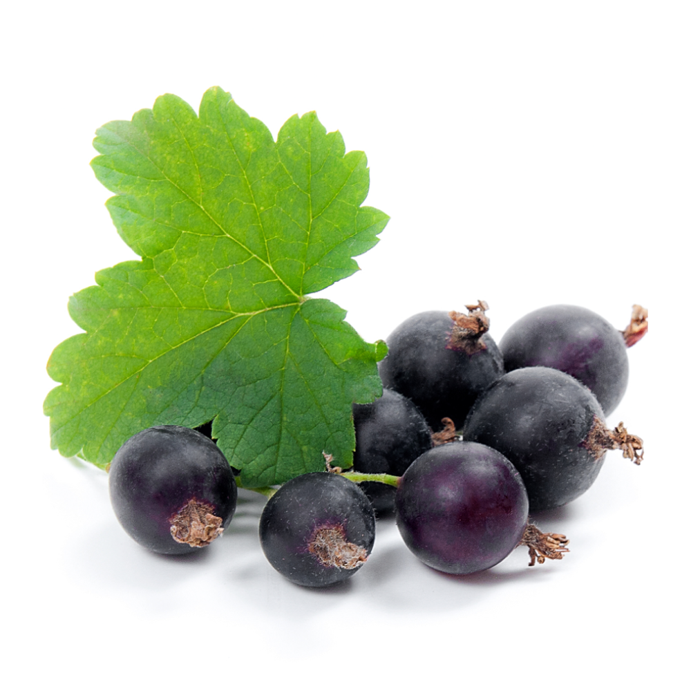 Schwarze Johannisbeere