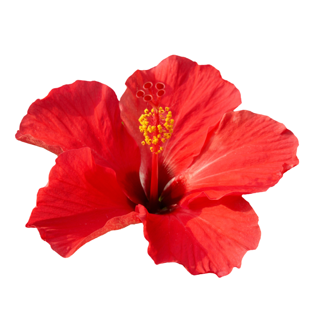 Hibiskusblüten