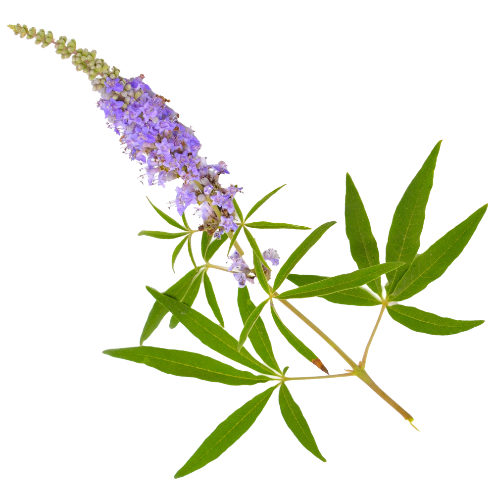 Extrakt aus dem gewöhnlichen Hirtentäschelkraut