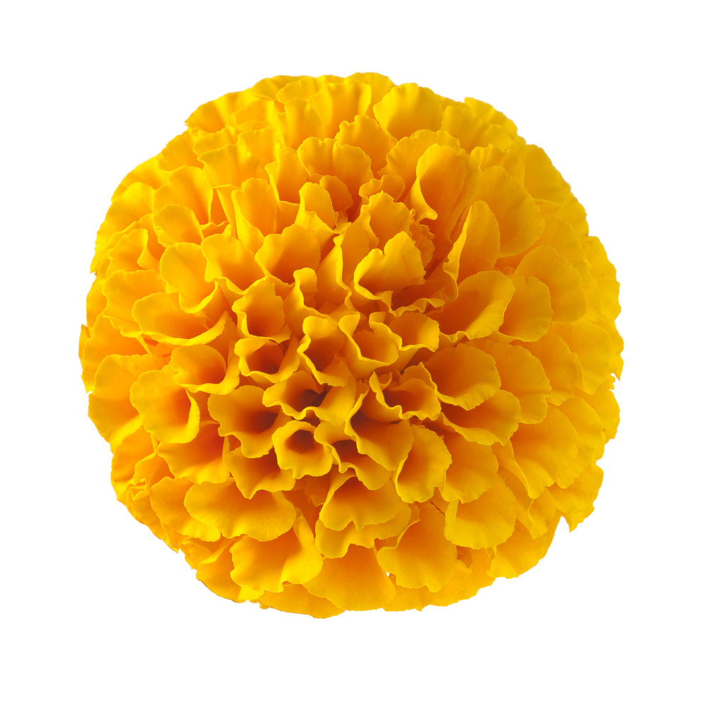 Extrakt aus Gelbem Saflor