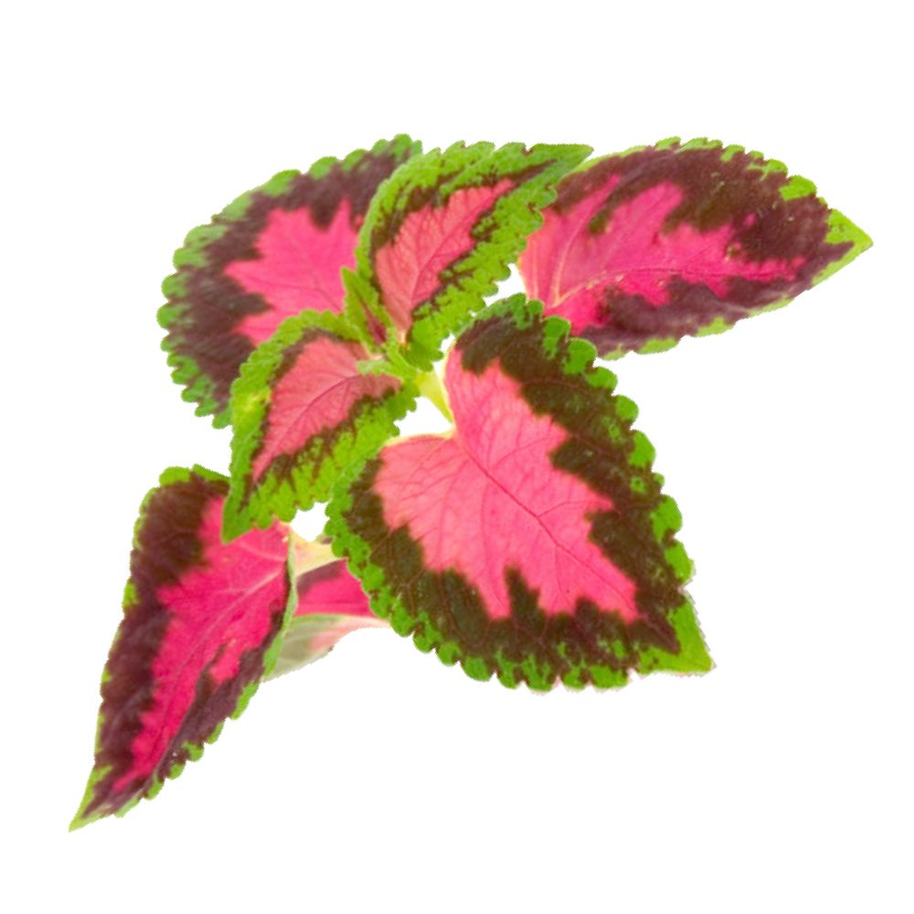 Indischer Bockshornklee