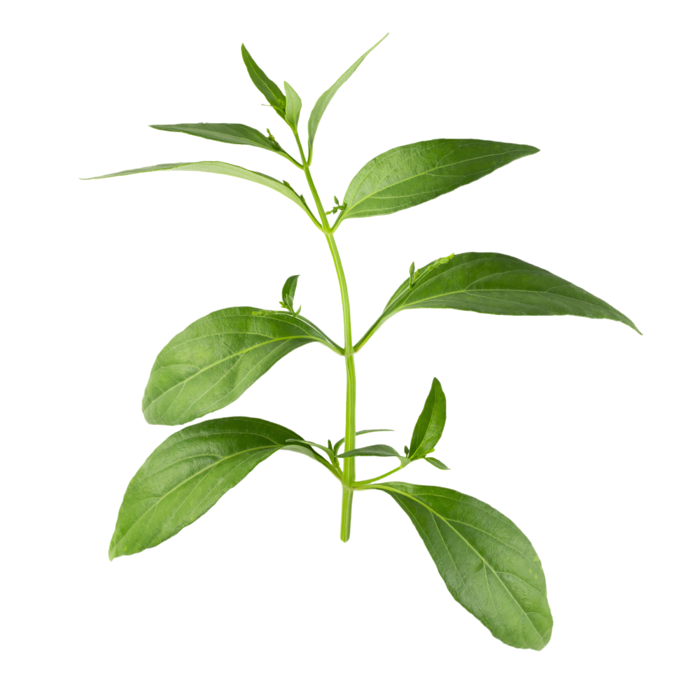 Auszug aus den Blättern von Kalmegh