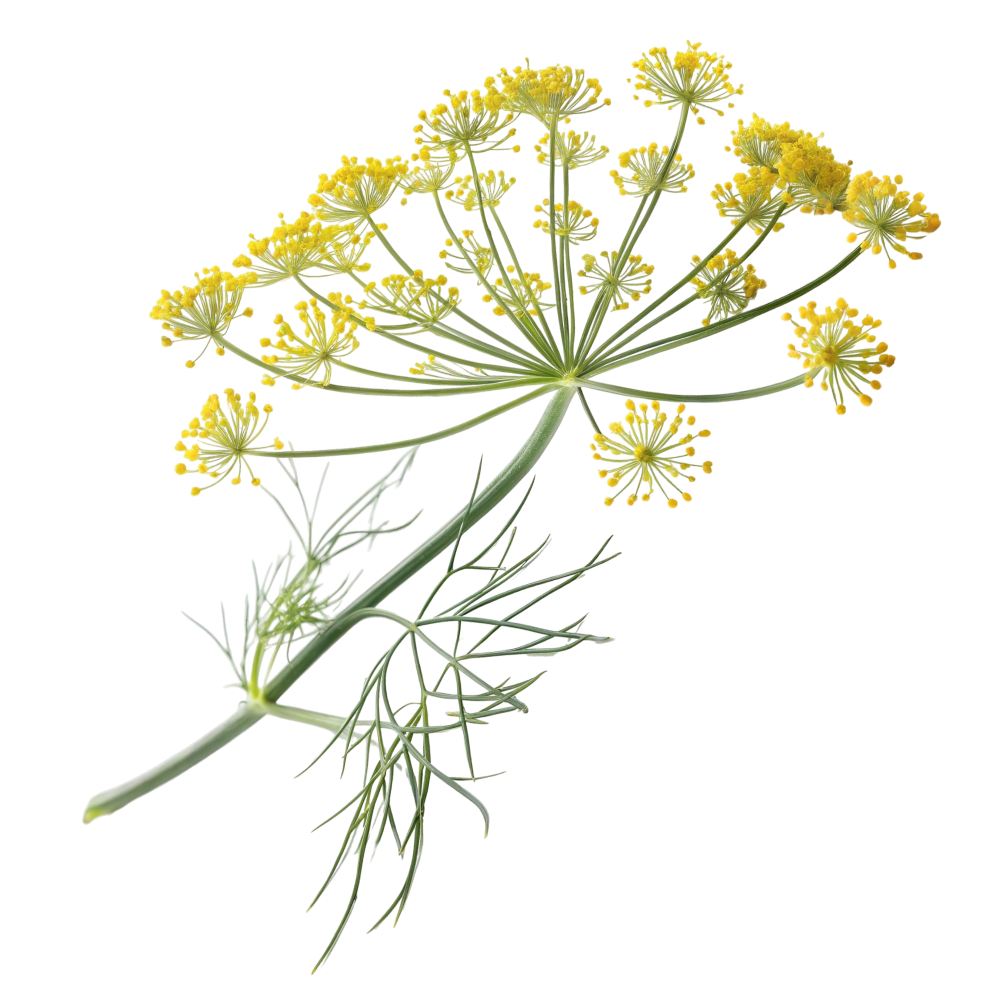 Fenchel