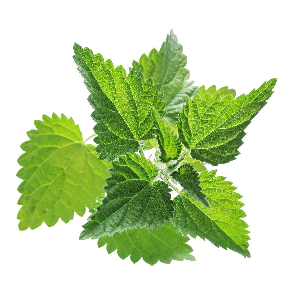 Extrakt großer Brennnessel